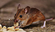 24 Hour & Emergency Exterminators in Dillsboro, NC
